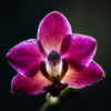 Makrofotografie Orchideen