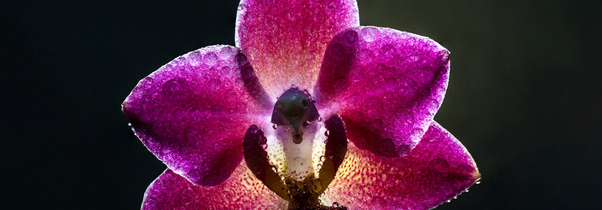 Makrofotografie Orchideen