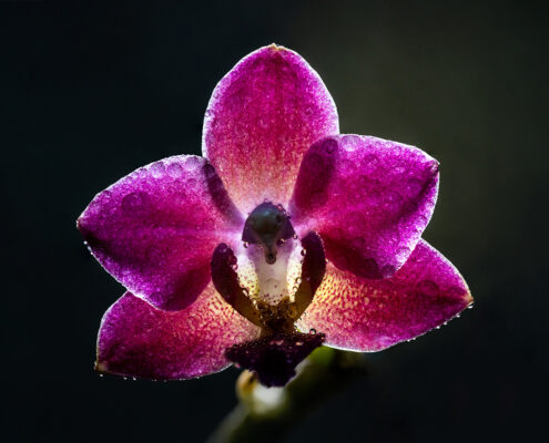 Makrofotografie Orchideen
