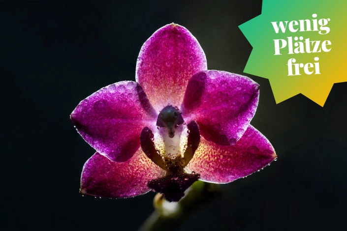 fotokurs-makro-potsdam-orchideen-wenigfrei wenig Plätze frei