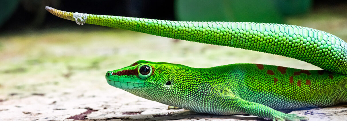 macrofotokurs-potsdam-reptilien