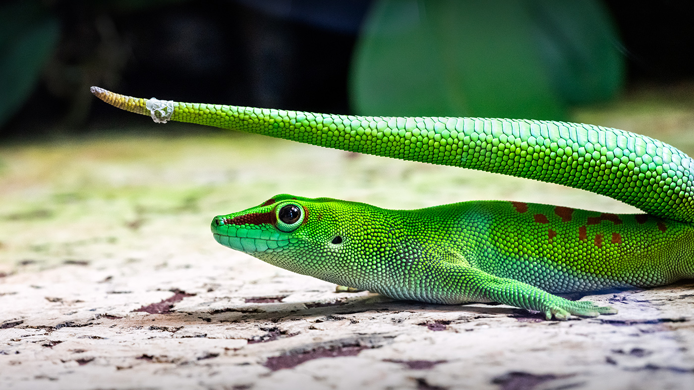 macrofotokurs-potsdam-reptilien