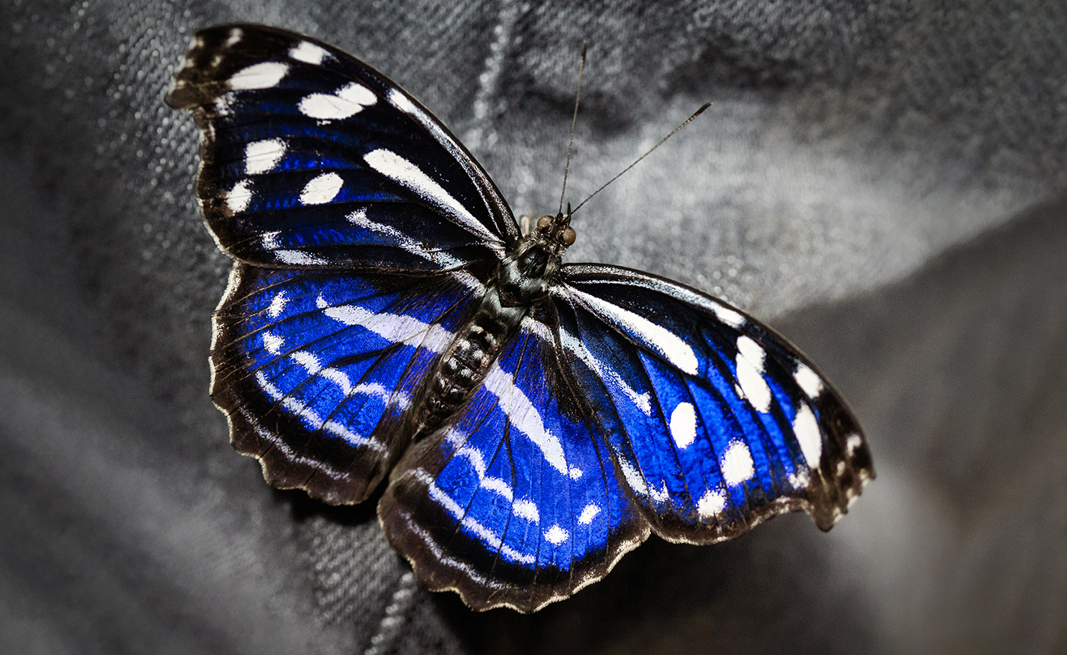 makrofotografie-schmetterling-potsdam_pano