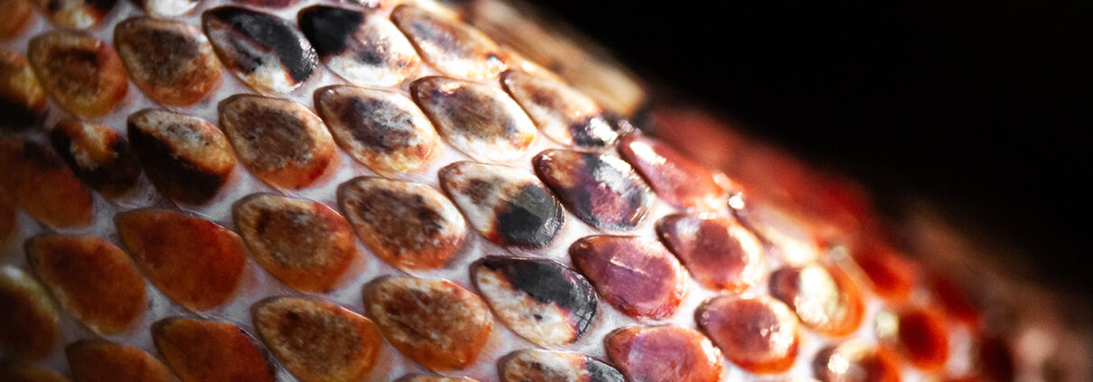 Makrofotokurs Schlangenhaut Detail