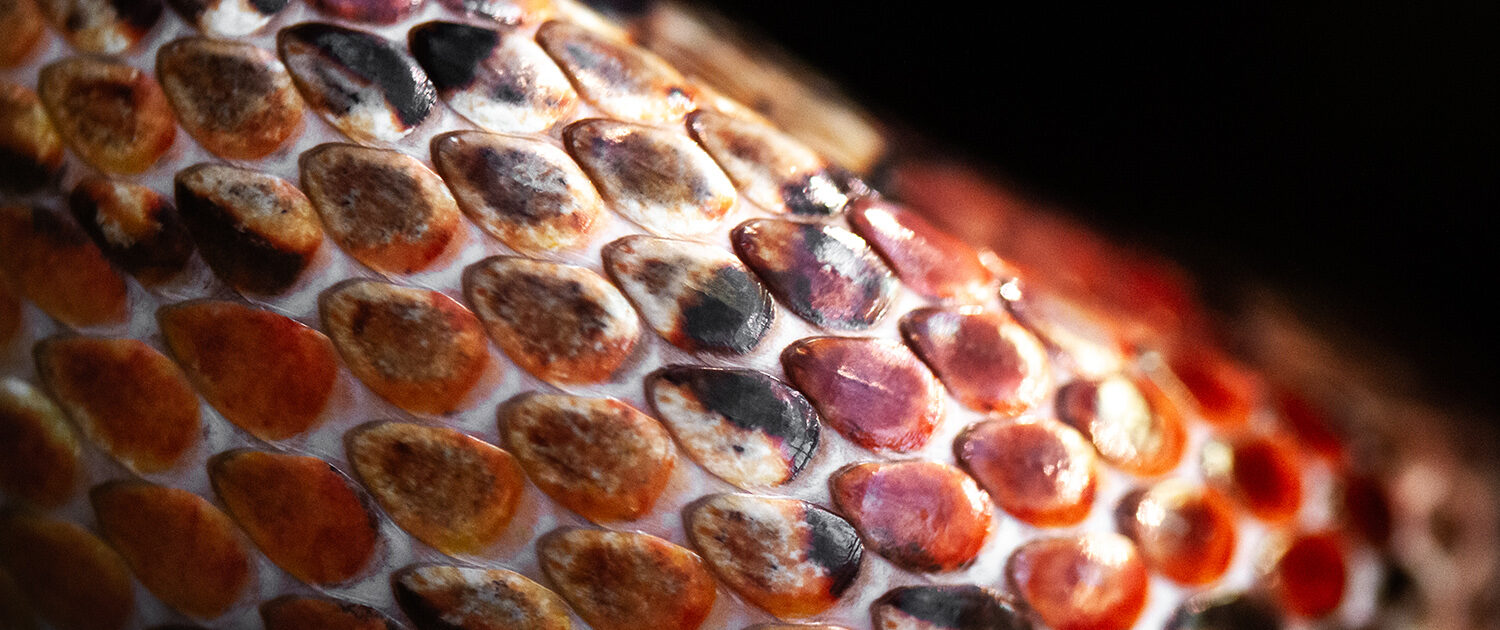 Makro-Fotoworkshop Makro-Fotoworkshop