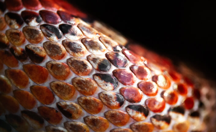 makrofotokurs-berlin_biosphaere Makrofotokurs Schlangenhaut Detail