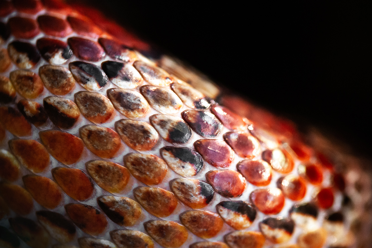 Makrofotokurs Schlangenhaut Detail