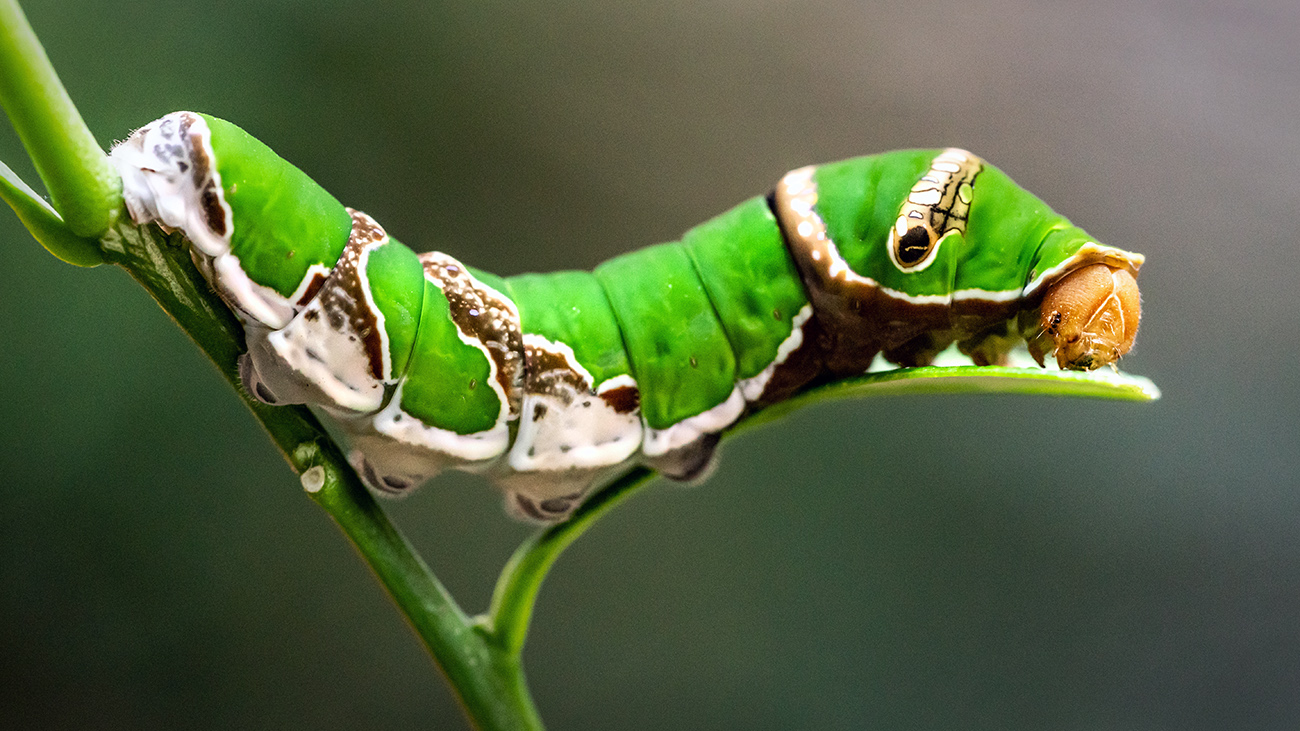 Schmetterlingsraupe Makrofotografie Schmetterlingsraupe Makrofotografie